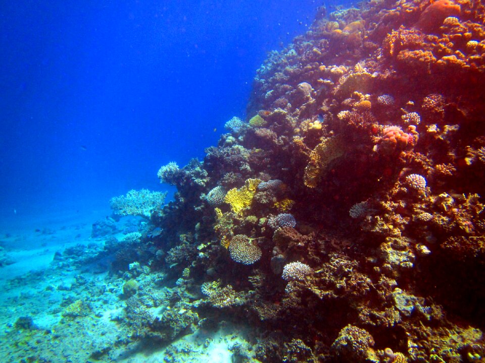 Egypt diving underwater