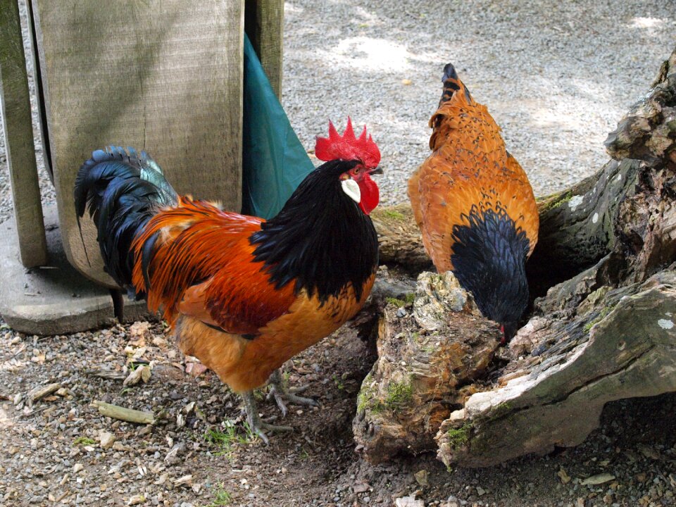 Chicken male fowl poultry