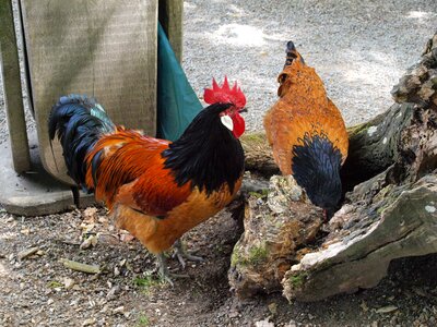 Chicken male fowl poultry photo