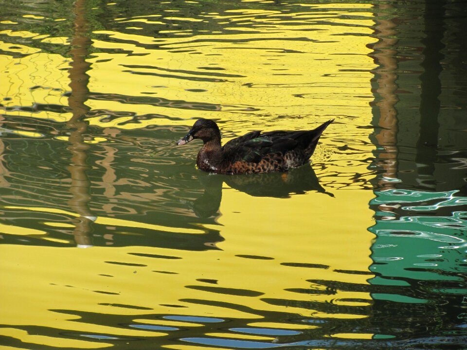 Duck nature lake