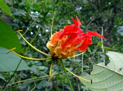 Red gloriosa colchicaceae