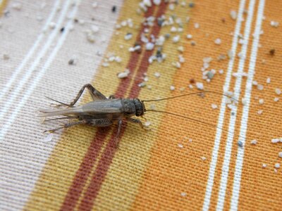 Cricket insect sand