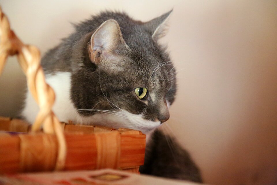 Deep thoughts oven gray
