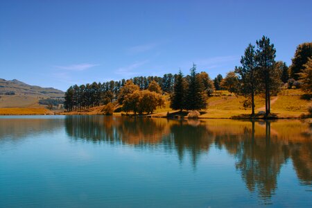 Pine tree water