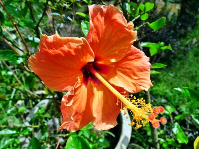 Flower nature leaf