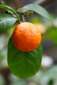 Fresh fruit garden