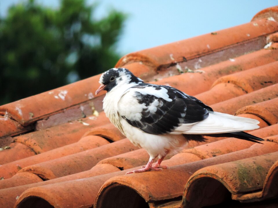 Birdie bird freedom