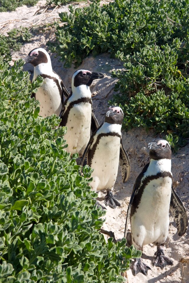 Penguins animals sand