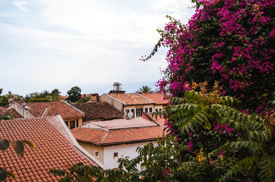 Roof flowering tree antalya