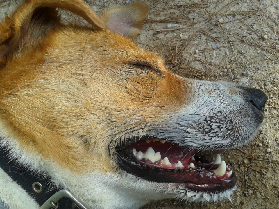 Pet canine sleeping