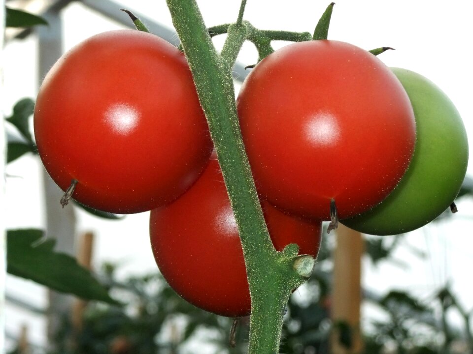 Tomatoes vitamin vegetable garden