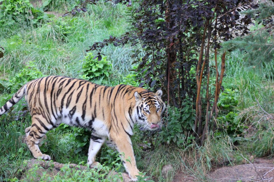 Wildlife cat feline