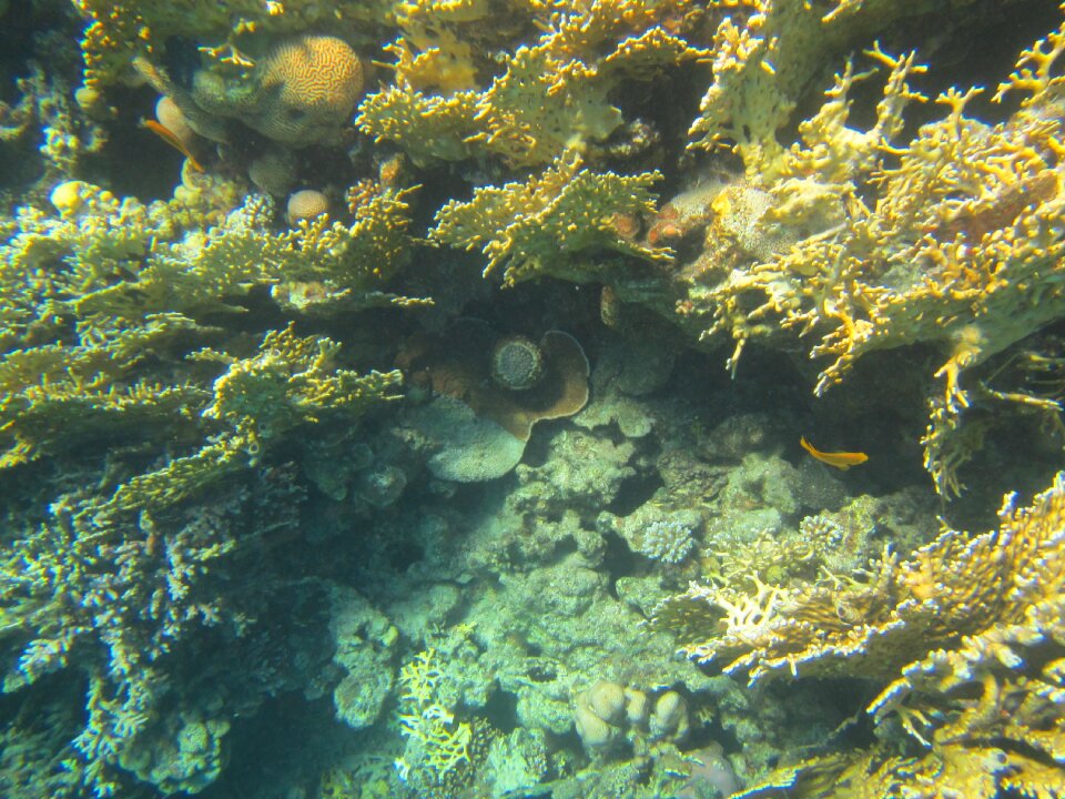 Red sea egypt diving