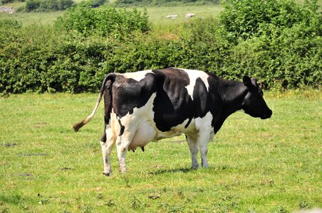 Cattle animal milk photo