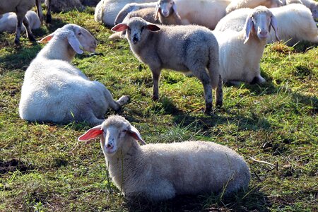 Sheep herd animal group photo