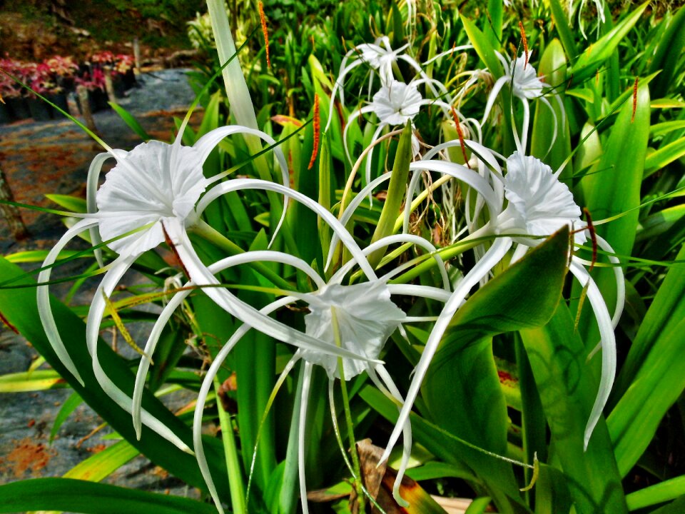 Flowers plant floral