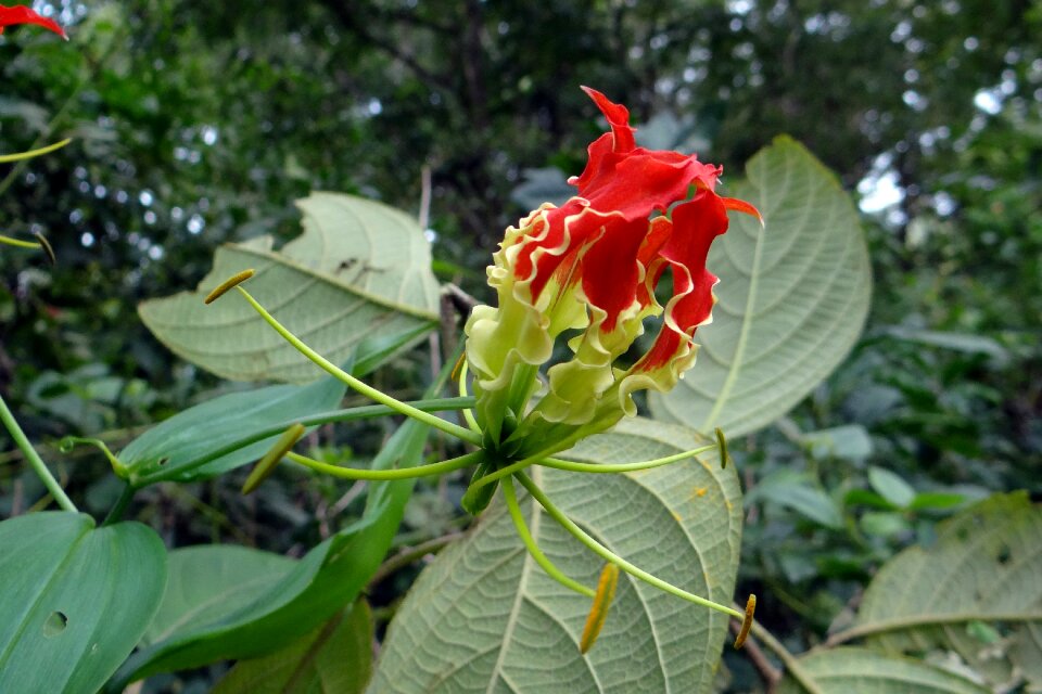 Red gloriosa colchicaceae