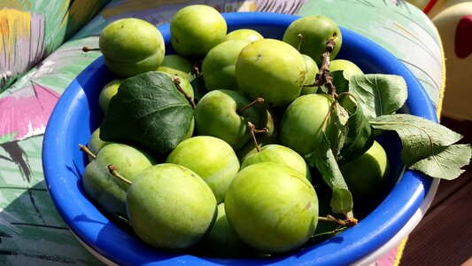 Fruit harvest thanksgiving