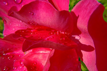 Dew nature petals photo