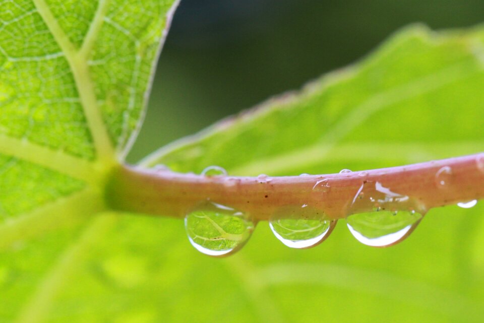 Magnification water nature