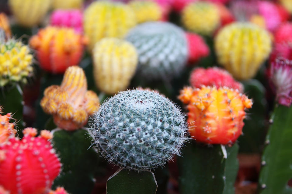 Close-up colorful decoration