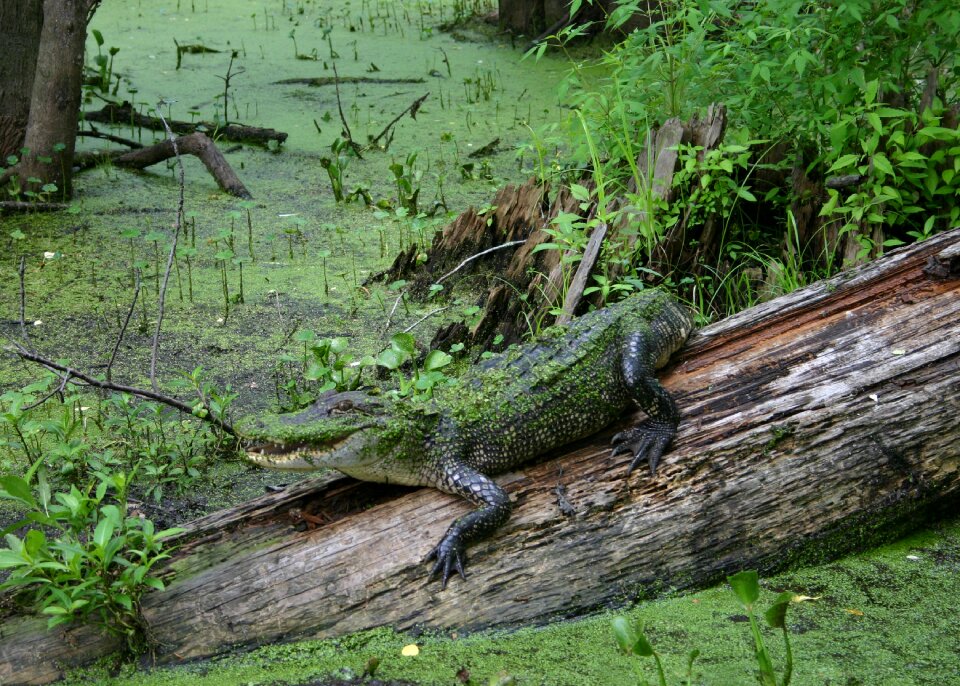 Nature reptile wild