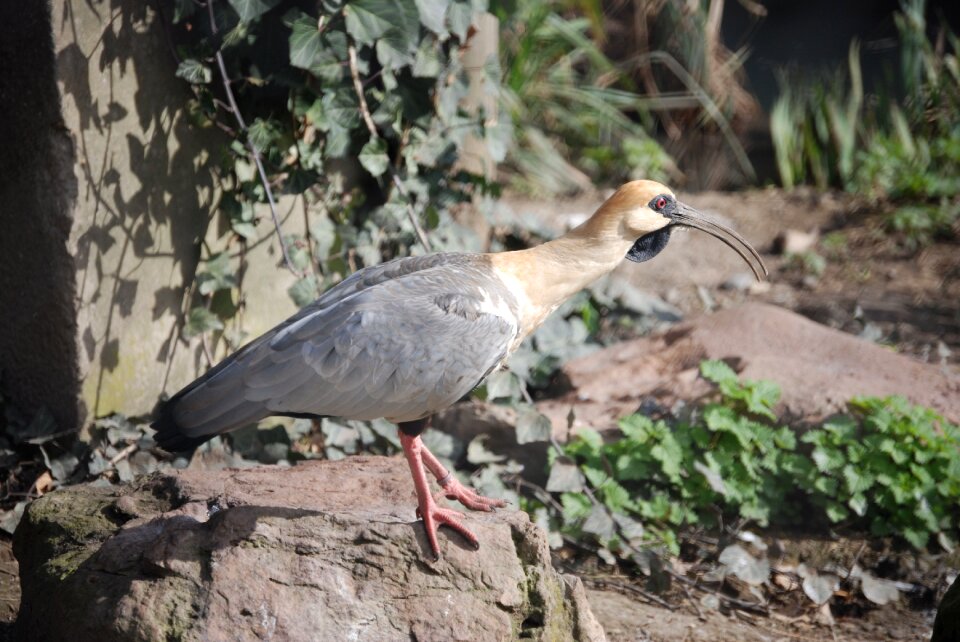 South america theristicus caudatus zoo