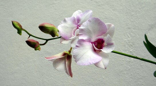 White pink pink rock lily