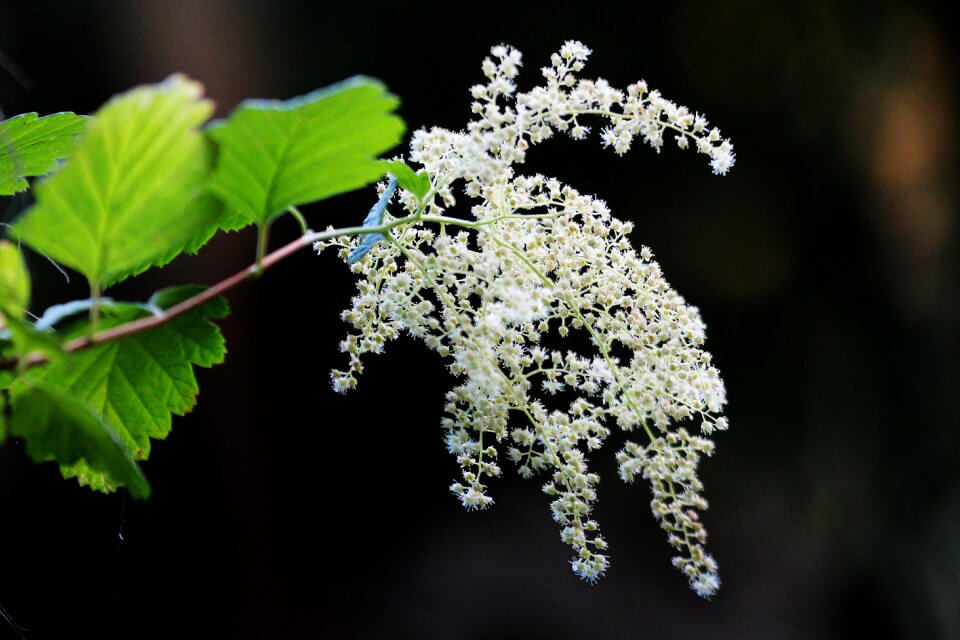 Plant bloom blooming