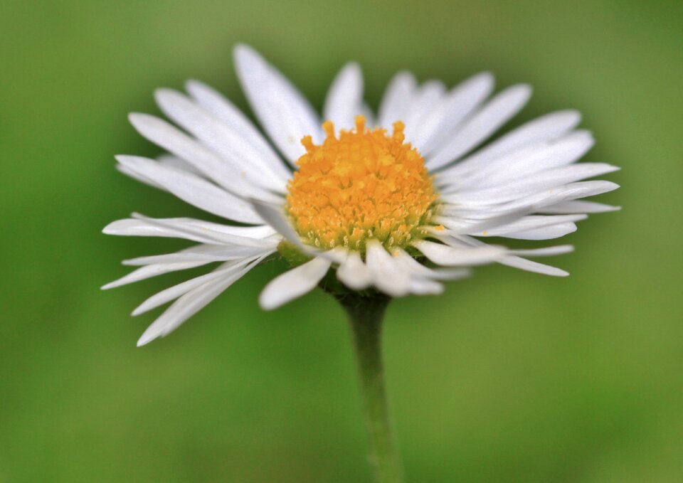 Bloom plant nature