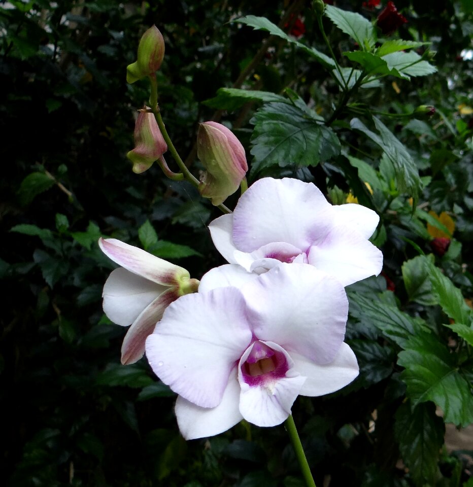 White king's dendrobium dendrobium kingianum