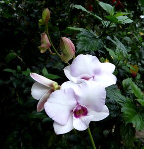 White king's dendrobium dendrobium kingianum