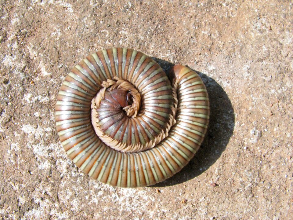 Biology creature insect