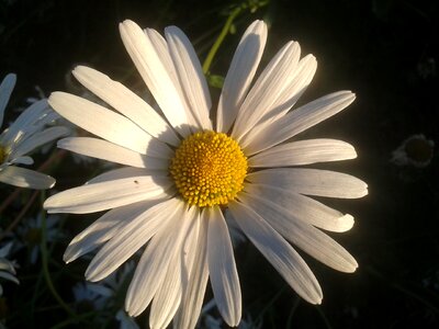 Summer beautiful white