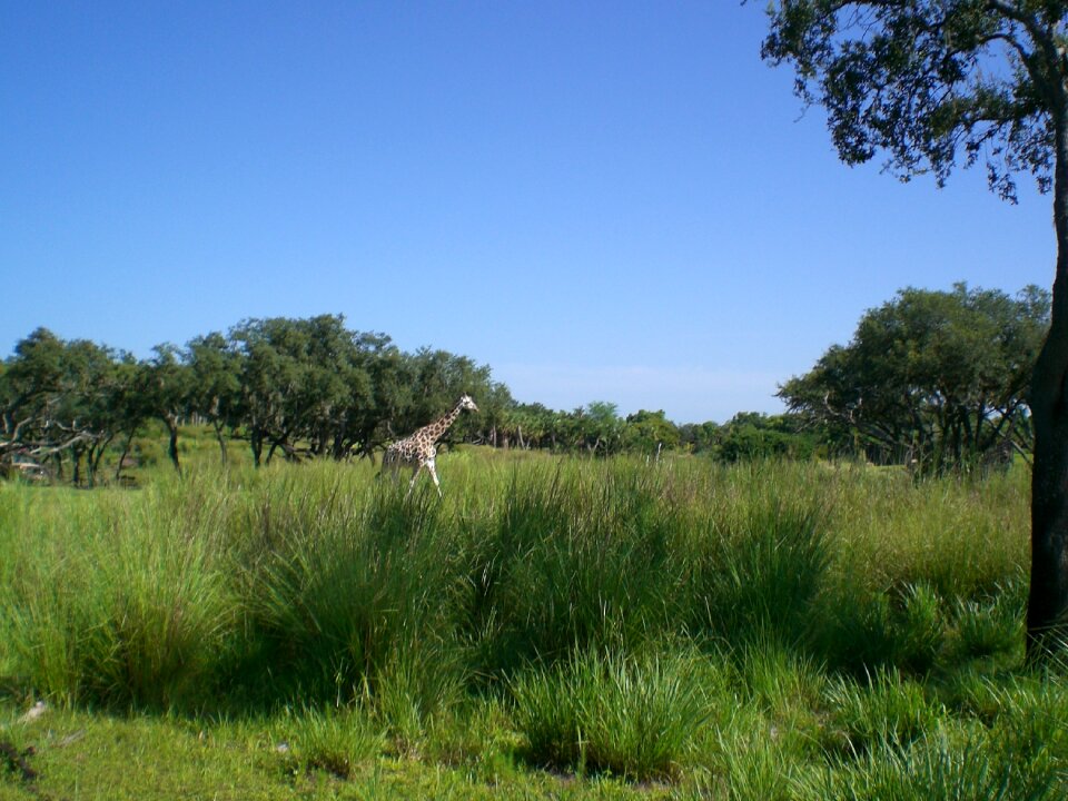 Summer animal wild