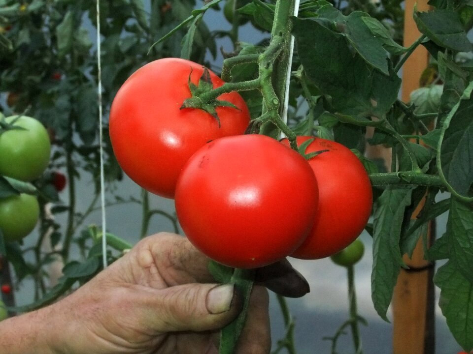 Tomatoes vegetable garden vitamin