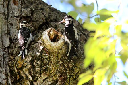 Nesting bark tree