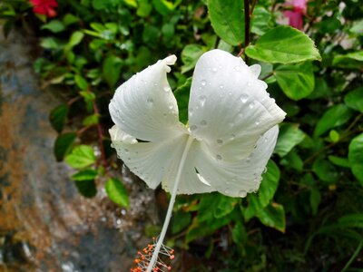 Plant flower nature