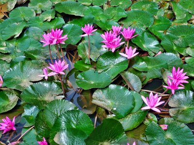 Plant nature lotus photo