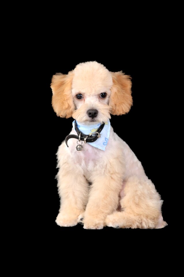 Poodle dogs puppies