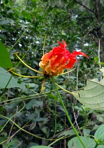 Red gloriosa colchicaceae