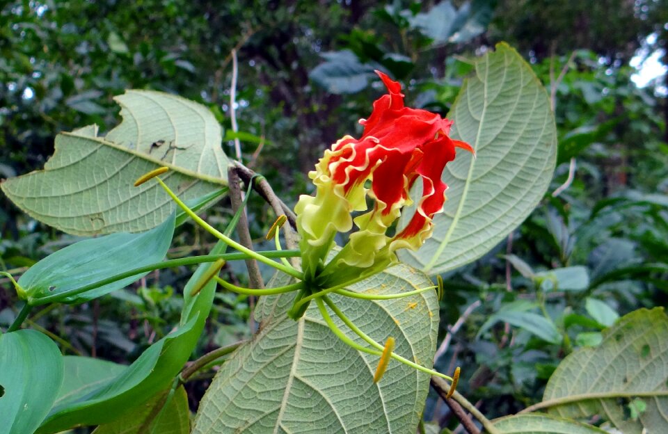 Red gloriosa colchicaceae