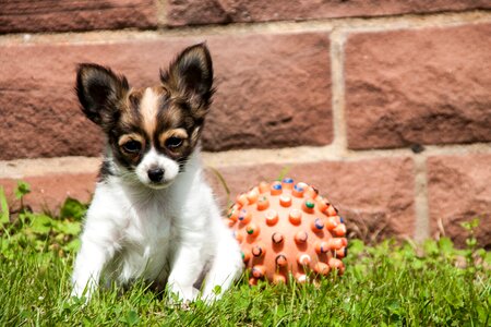 Dogs ball young photo