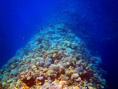 Egypt coral reef diving photo