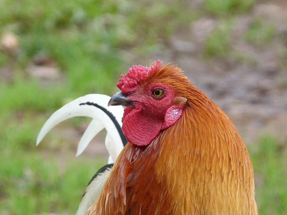 Capon cockerel poultry