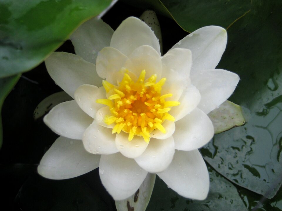 Nature summer blossom
