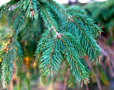 Twig tree green