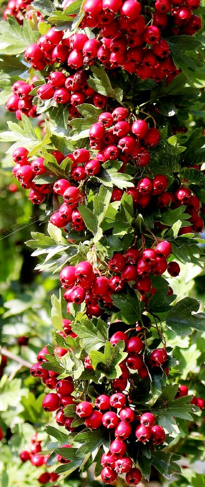Rowanberries toxic beautiful