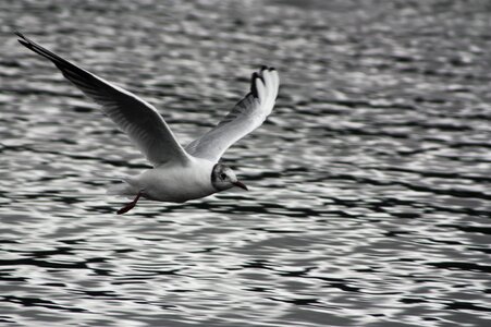 Scotland lake bird photo