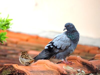 Black dove bird freedom photo